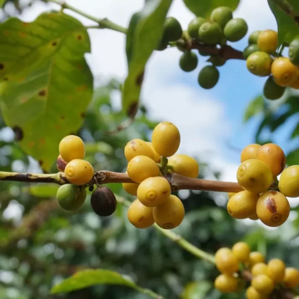 Cà phê Chappi Yellow Bourbon